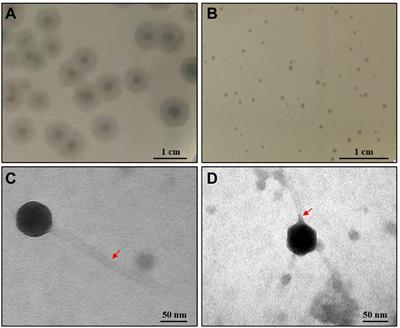 Biological and genomic characteristics of two bacteriophages isolated from sewage, using one multidrug-resistant and one non-multidrug-resistant strain of Klebsiella pneumoniae